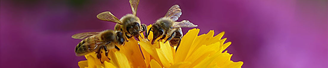 header_beeactive